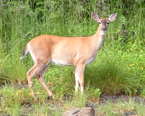 A beautiful Sitka blacktail deer.